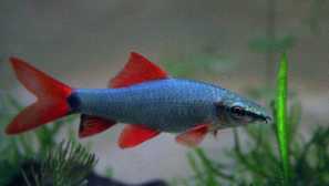 Labo white albino, labo dvoubarevná, labo green - akvarijní ryby.